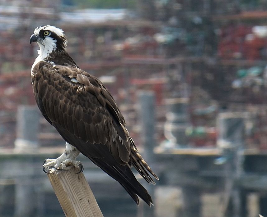 2024-3: A Nest Too Far