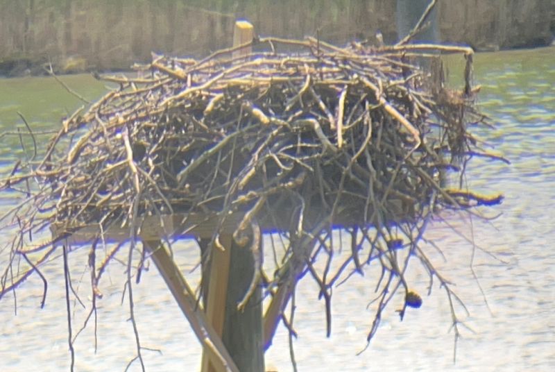 2021-3: Birds Labor Too