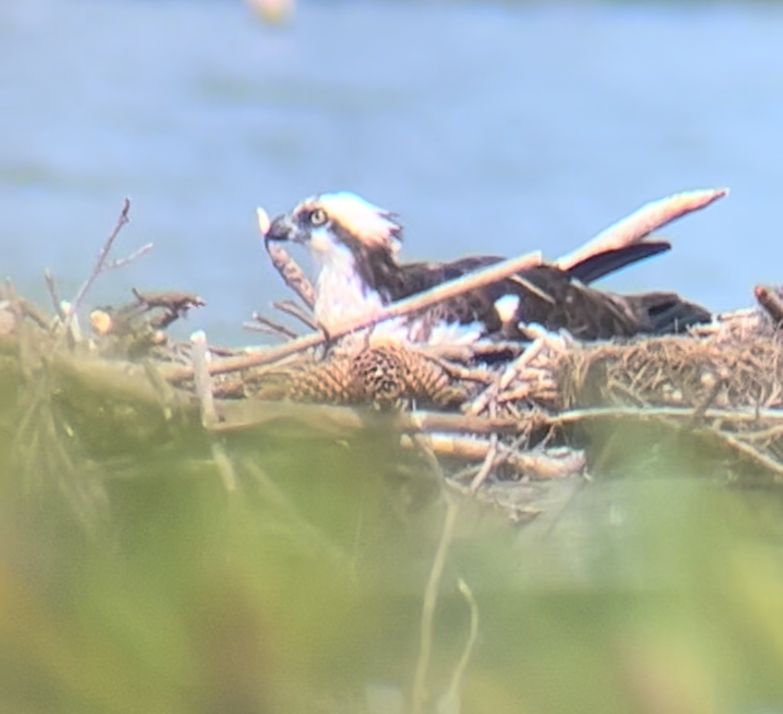 2022-1: Time Speeds Up for Island Creek Osprey