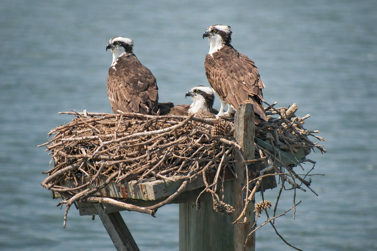 2021-3: Birds Labor Too